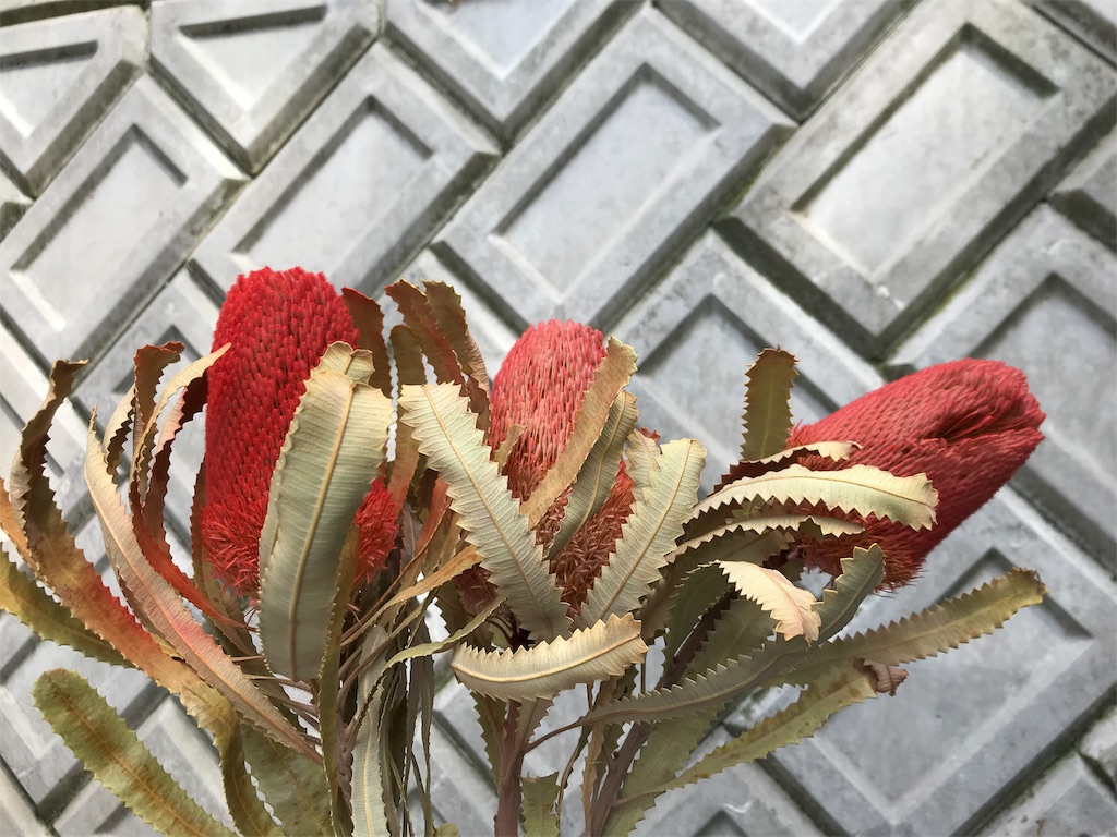 バンクシア　お色味確認用 バンクシア・プラエモーサ「イエロー」 5号ロングスリット鉢