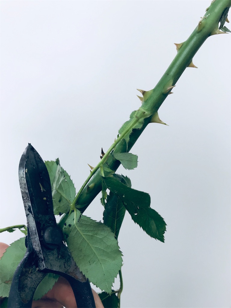 バラ の トゲ 取り