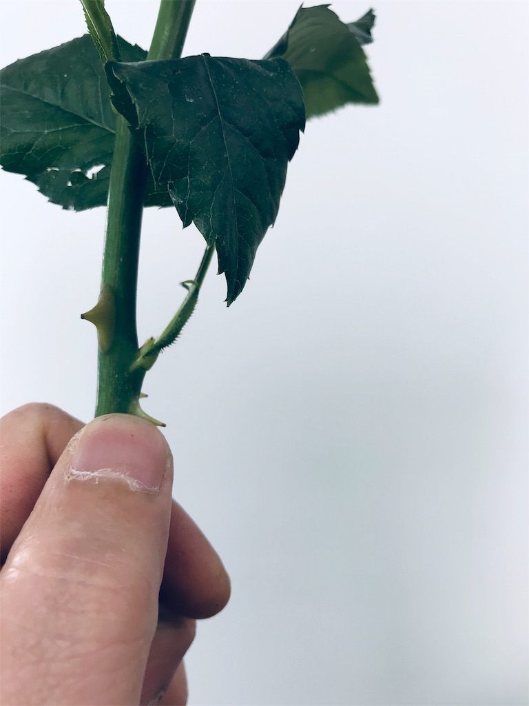 バラの棘の上手な取り方と、見つけ方！ - はなめも。～花屋のメモ帳～