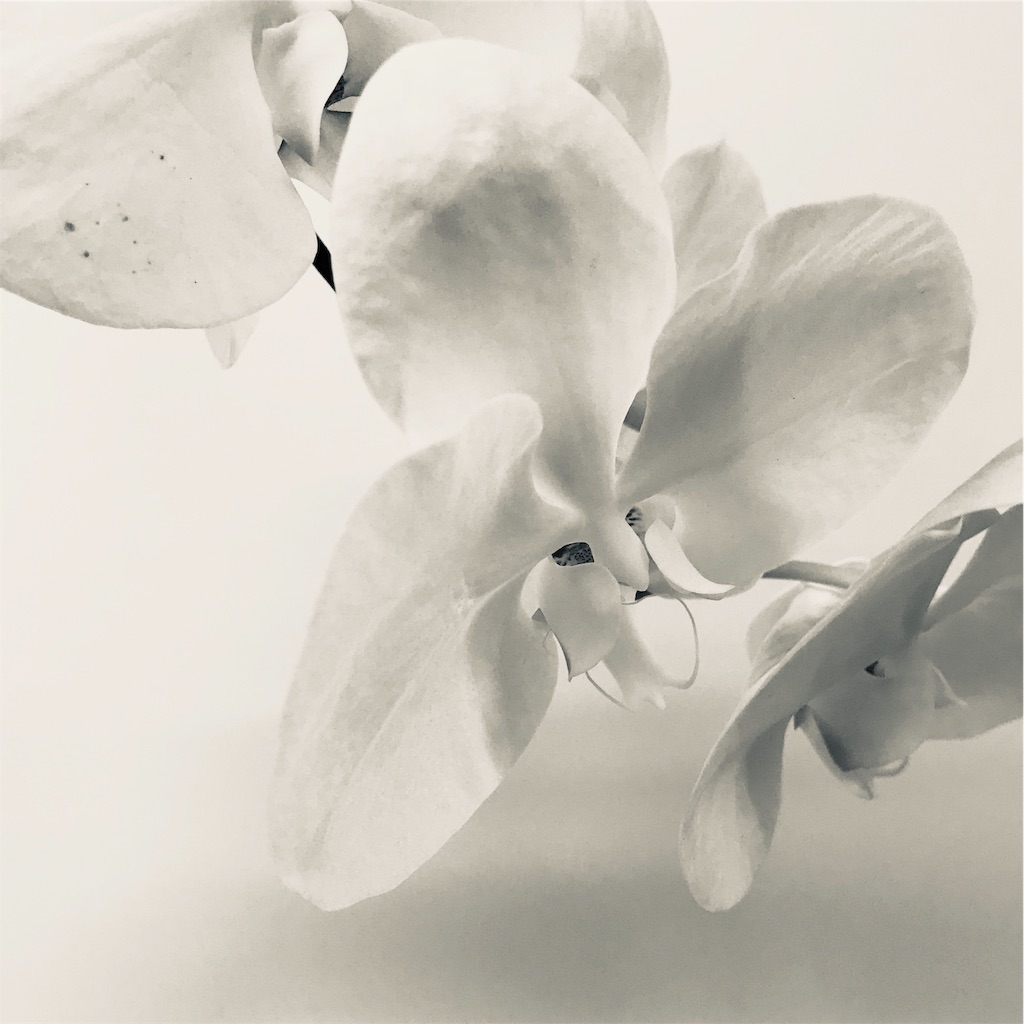 f:id:asunaro-flower:20190915231715j:image