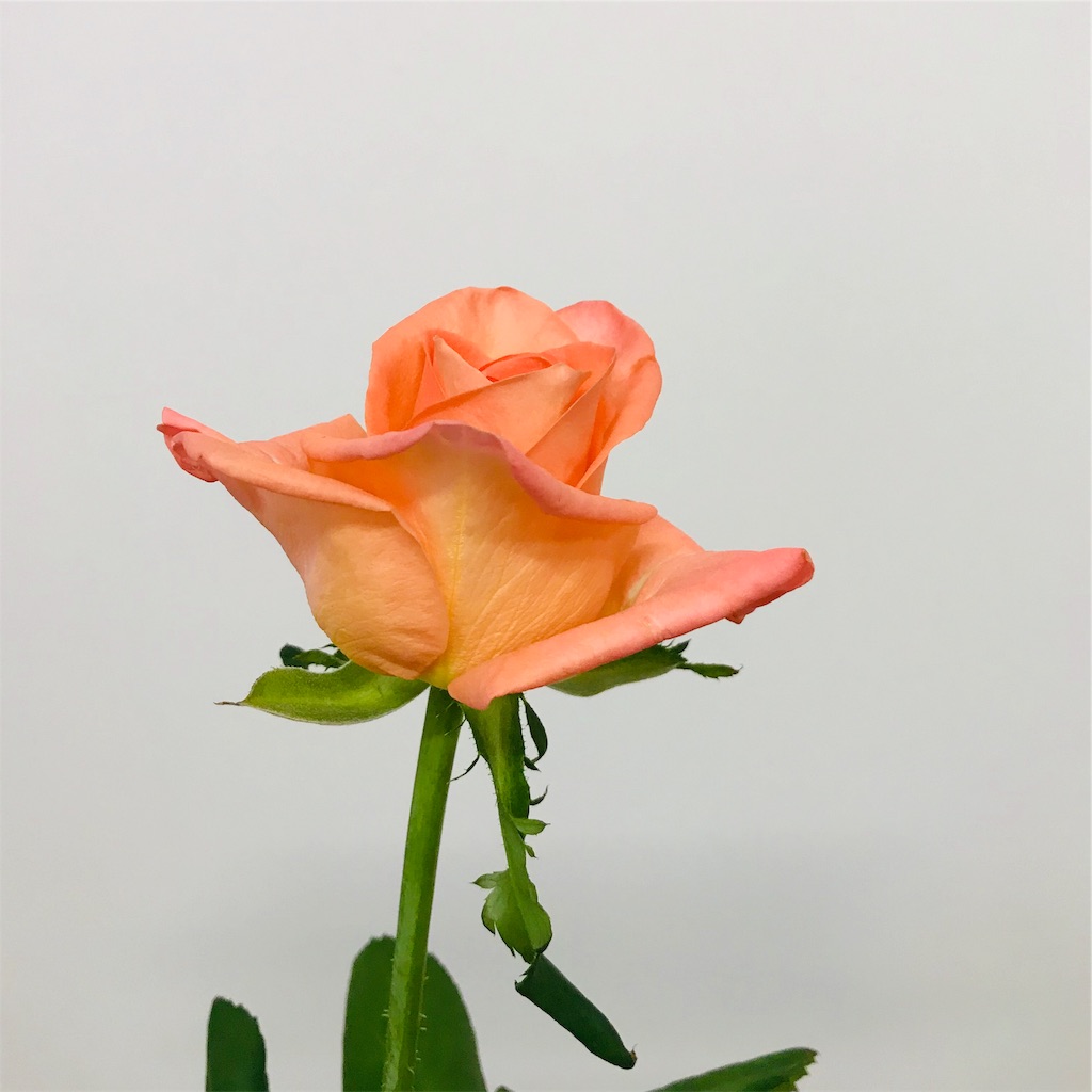 結婚式のフラワーシャワーは 断然生花がお勧め はなめも 花屋のメモ帳 結婚式のフラワーシャワーは 断然生花がお勧め はなめも 花屋のメモ帳