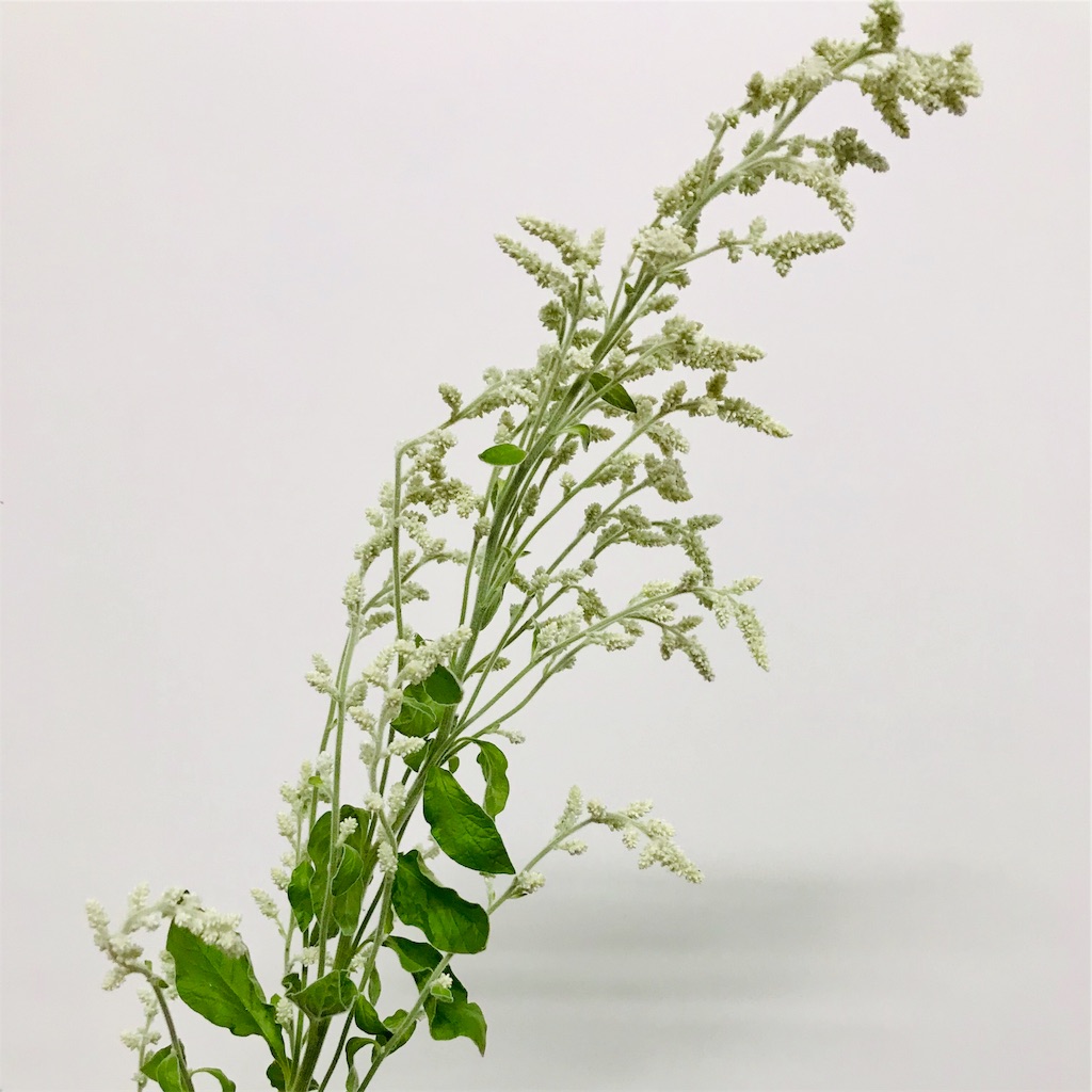 シルバーキャットの魅力 押し花とドライフラワーにもオススメな花 はなめも 花屋のメモ帳 シルバーキャットの魅力 押し花とドライフラワーにもオススメな花 はなめも 花屋のメモ帳