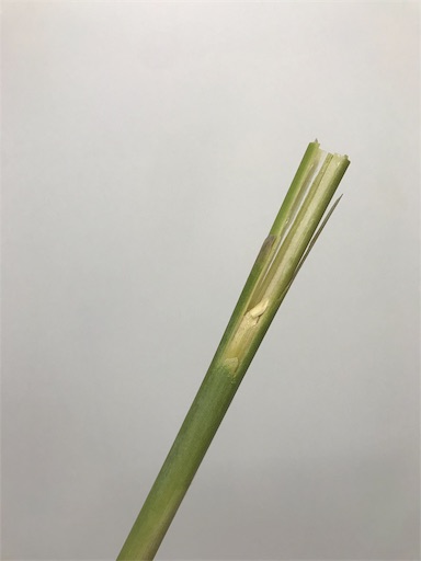 パンパスグラスって何者 出回り時期や生態について はなめも 花屋のメモ帳 パンパスグラスって何者 出回り時期や生態について はなめも 花屋のメモ帳