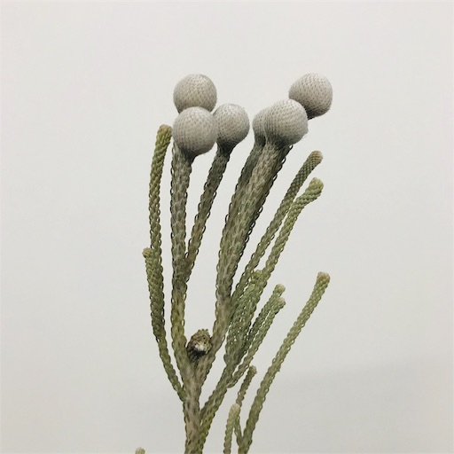 専用Christmas＊コットン＆リューカデンドロン　ドライフラワータペストリー ドライフラワー］リューカデンドロ トータム 商品ページ - 土と風の植物園