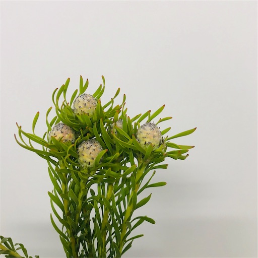 クリスマスにもお勧めのドライフラワー、リューカデンドロンの実 - は