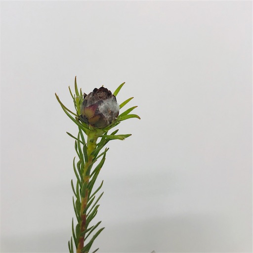 専用Christmas＊コットン＆リューカデンドロン　ドライフラワータペストリー 専用Christmas＊コットン＆リューカデンドロン ドライフラワータペストリー