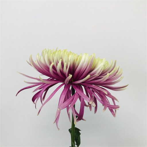 f:id:asunaro-flower:20200128140420j:image f:id:asunaro-flower:20200128140420j:image