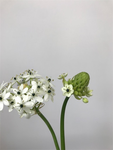 f:id:asunaro-flower:20200305001938j:image