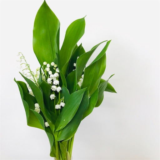言葉一つで気持ちも変わる 前向きな花言葉を持つ花を紹介します はなめも 花屋のメモ帳