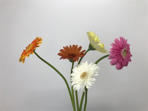 言葉一つで気持ちも変わる 前向きな花言葉を持つ花を紹介します はなめも 花屋のメモ帳
