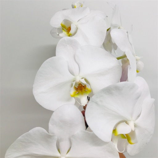 言葉一つで気持ちも変わる 前向きな花言葉を持つ花を紹介します はなめも 花屋のメモ帳