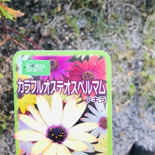 f:id:asunaro-flower:20200501181201j:image f:id:asunaro-flower:20200501181201j:image