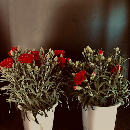 f:id:asunaro-flower:20200509080802j:image f:id:asunaro-flower:20200509080802j:image