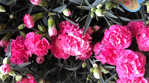 f:id:asunaro-flower:20200509080840j:image f:id:asunaro-flower:20200509080840j:image