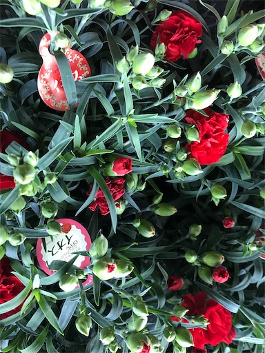f:id:asunaro-flower:20200509080912j:image f:id:asunaro-flower:20200509080912j:image