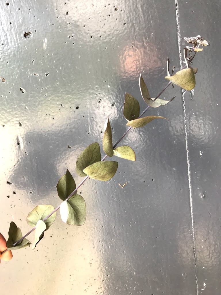 ユーカリのドライフラワー - はなめも。～花屋のメモ帳～