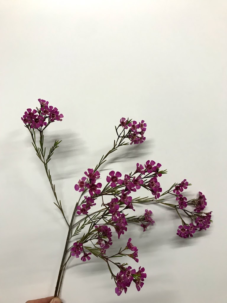 ドライフラワー ワックスフラワーのドライフラワー - はなめも。～花屋のメモ帳～