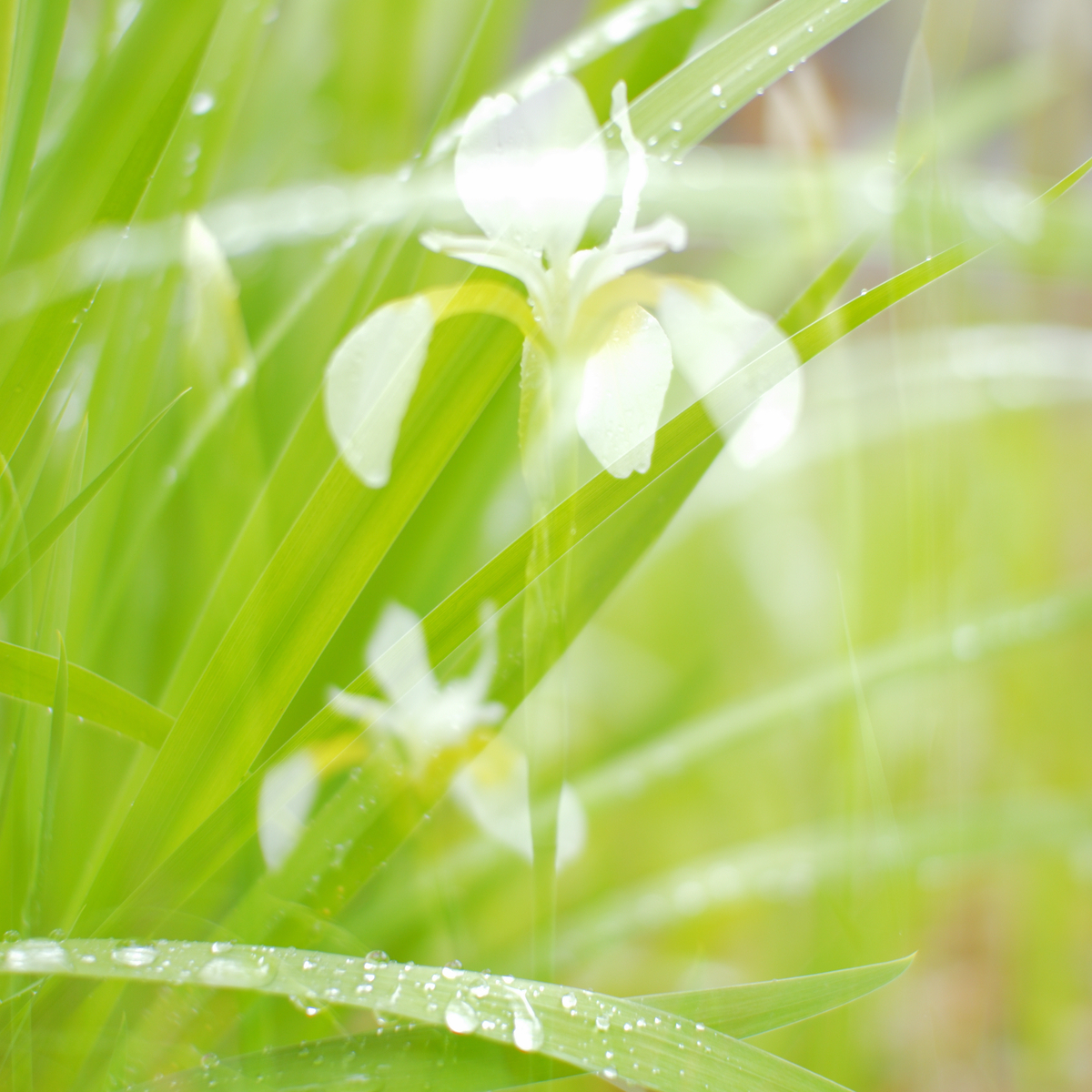 ネイチャーフォト NX Studio の RAW 現像