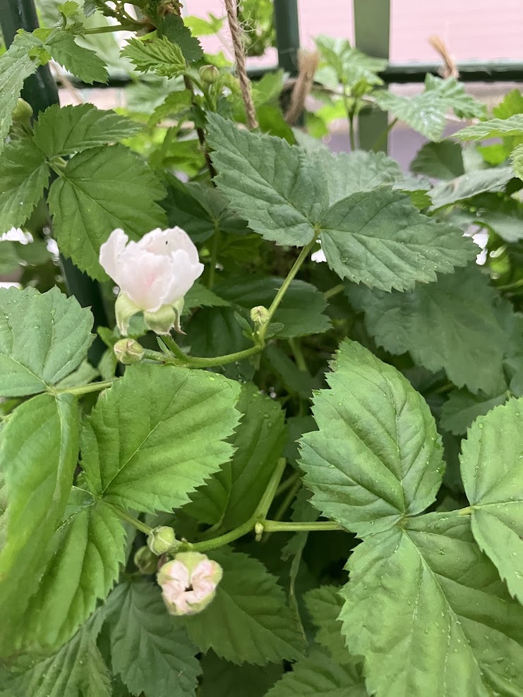 初めての ボイセンベリー - asunaron's blog