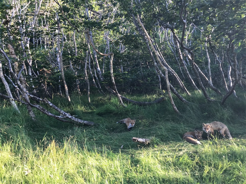f:id:asunichi:20190812134047j:image f:id:asunichi:20190812134047j:image