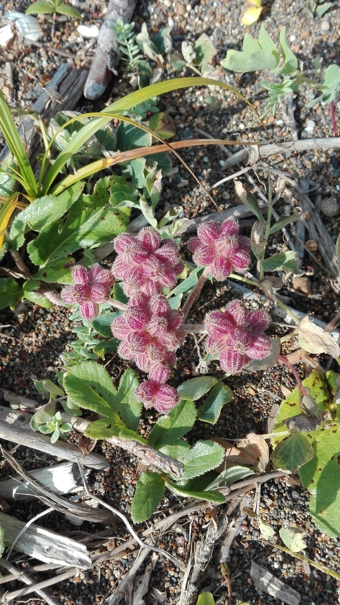 f:id:asunichi:20190919112105j:plain f:id:asunichi:20190919112105j:plain
