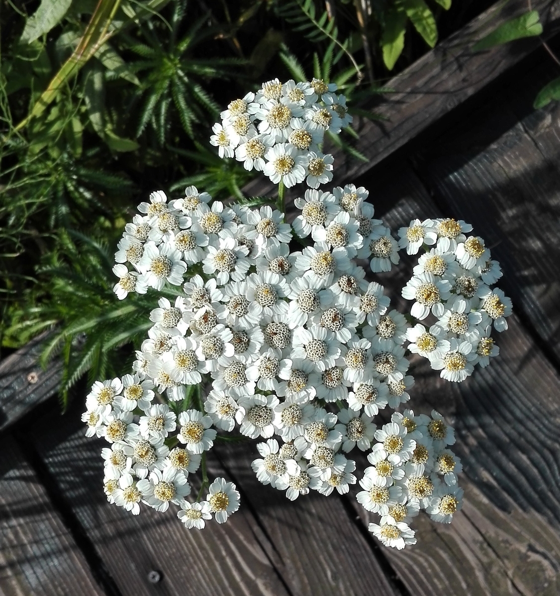 f:id:asunichi:20190919112754j:plain f:id:asunichi:20190919112754j:plain