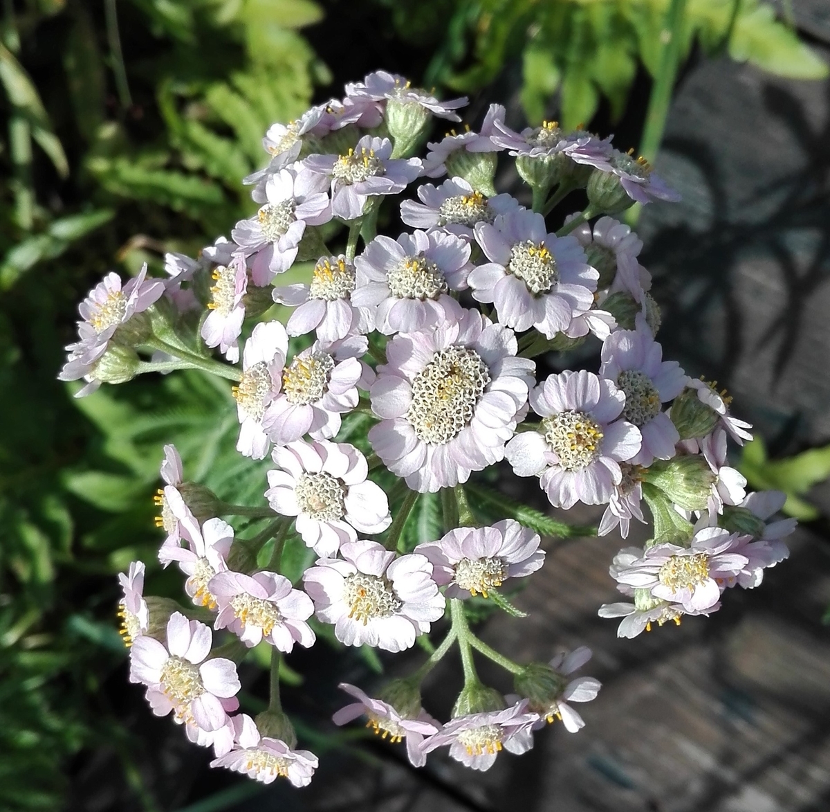 f:id:asunichi:20190919112816j:plain f:id:asunichi:20190919112816j:plain