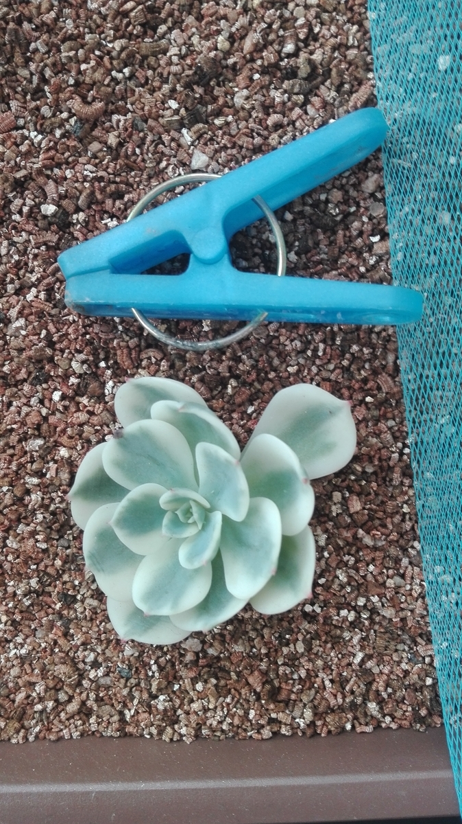 f:id:asunichi:20190930154755j:plain f:id:asunichi:20190930154755j:plain