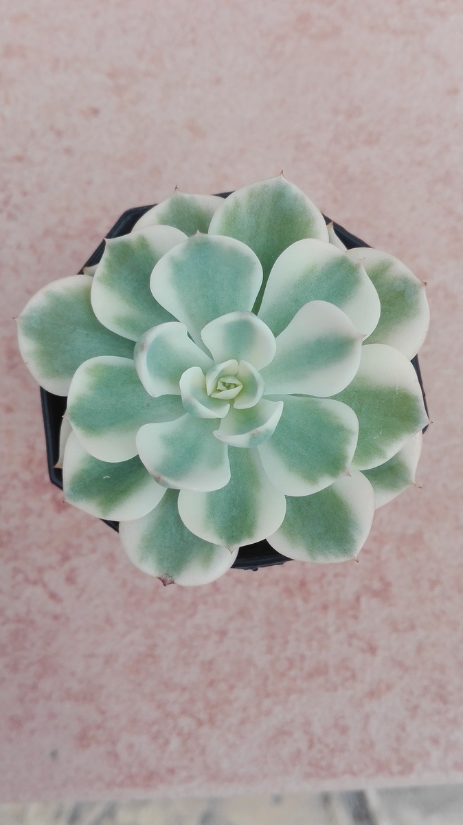 f:id:asunichi:20190930154839j:plain f:id:asunichi:20190930154839j:plain