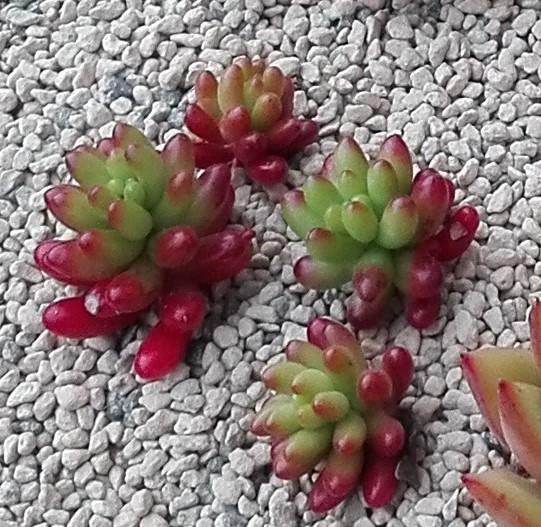 f:id:asunichi:20191016143317j:plain f:id:asunichi:20191016143317j:plain