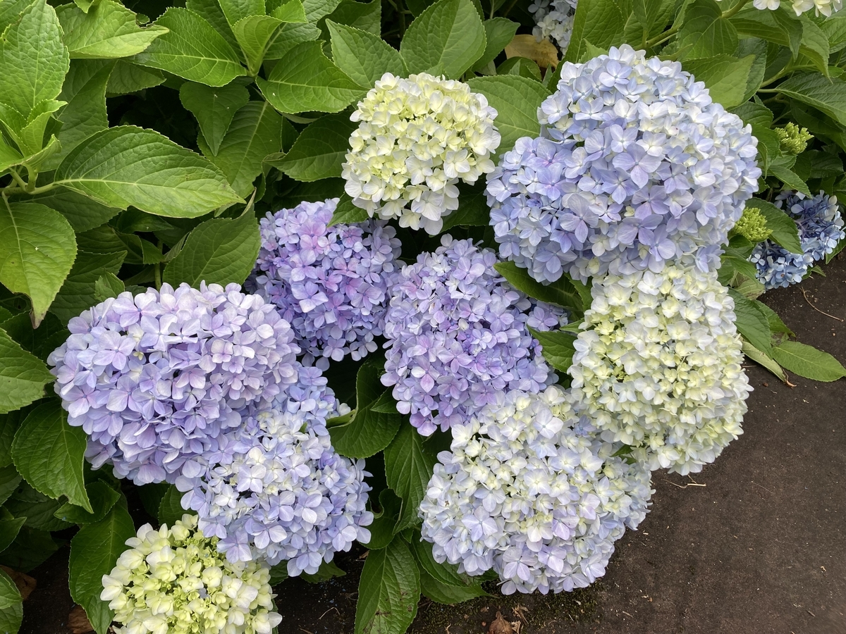 f:id:asunichi:20211006193937j:plain