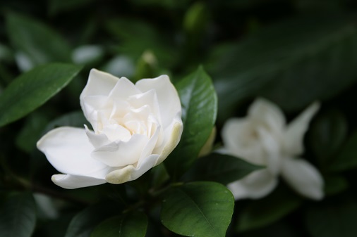 f:id:asuniwanarou:20150608103232j:plain f:id:asuniwanarou:20150608103232j:plain