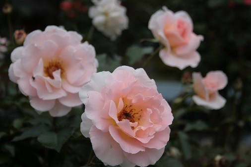 f:id:asuniwanarou:20151005125345j:plain