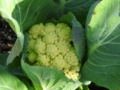 [野菜不足]