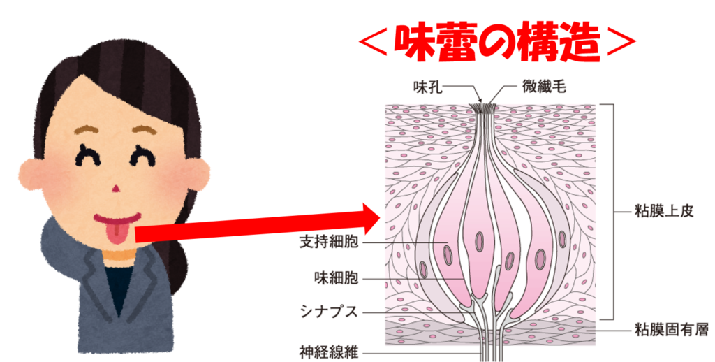 舌と味覚の感じる場所, 舌 辛味を感じる部分 – 味覚の受容器と伝導路 – INHEPO
