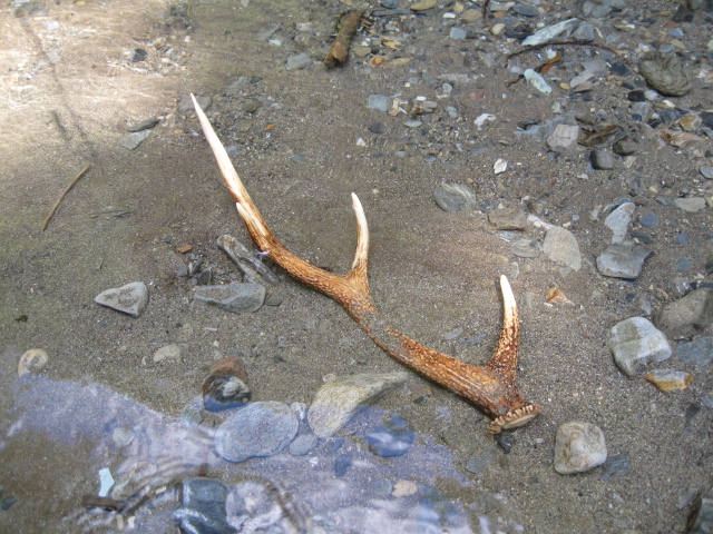 ヤフオク Ib46 鹿の角 1対 天然物 頭蓋骨付き クラフト素