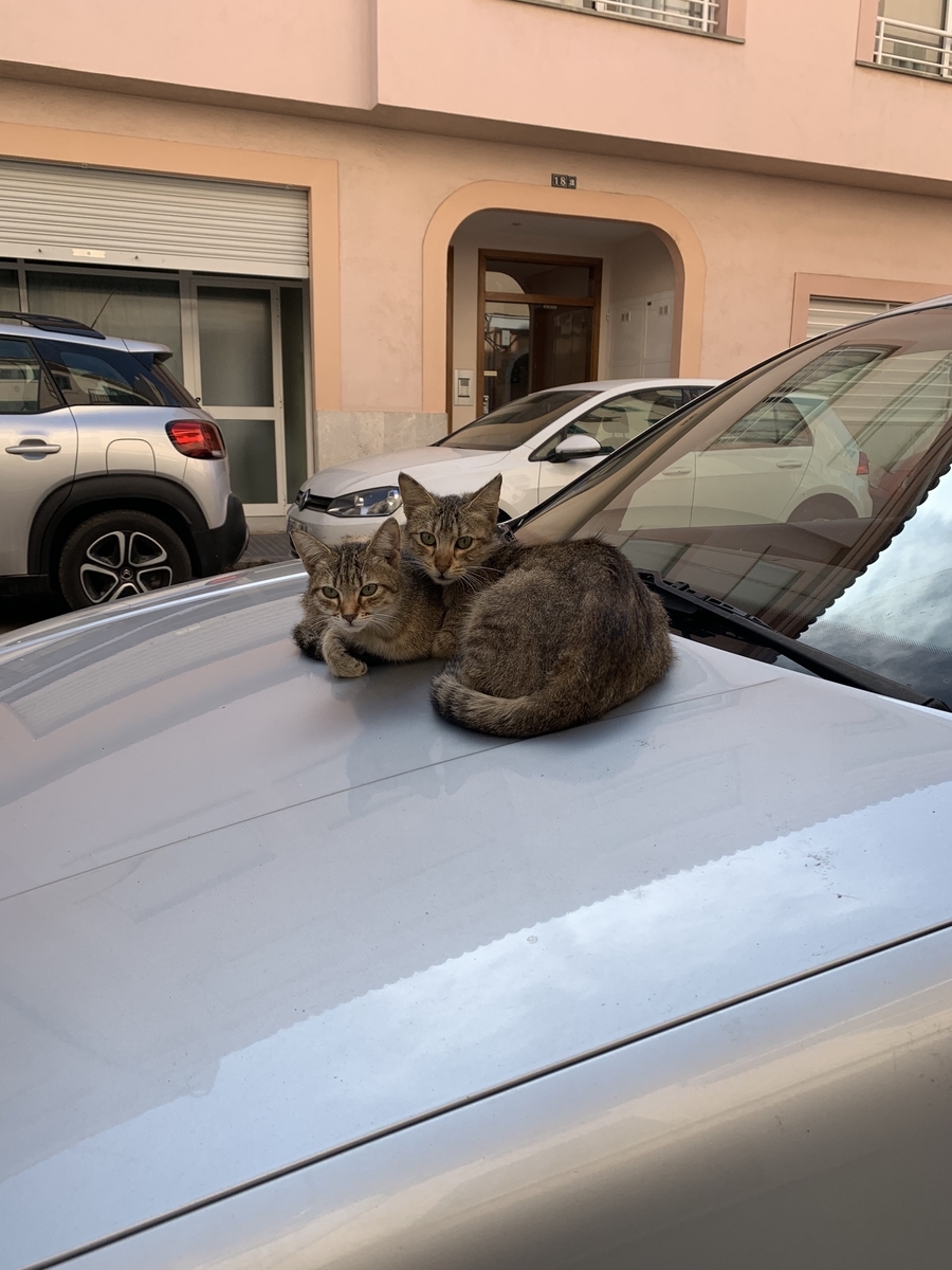 スペイン流 みんなで育てる野良猫 スペイン暮らし スペイン流 みんなで育てる野良猫 スペイン暮らし