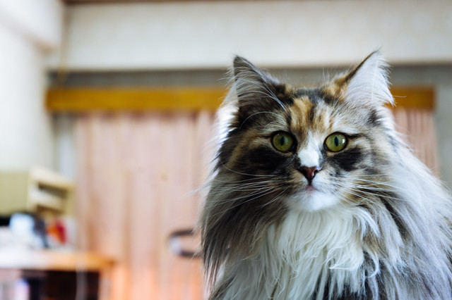 f:id:at25250410:20190528081100p:plain f:id:at25250410:20190528081100p:plain