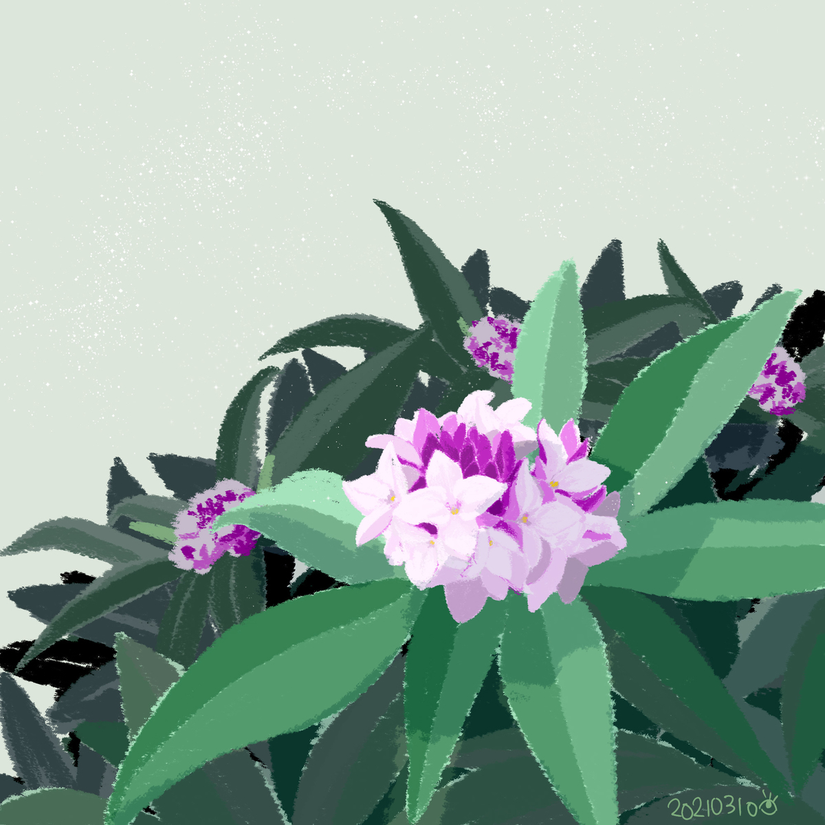 沈丁花さん