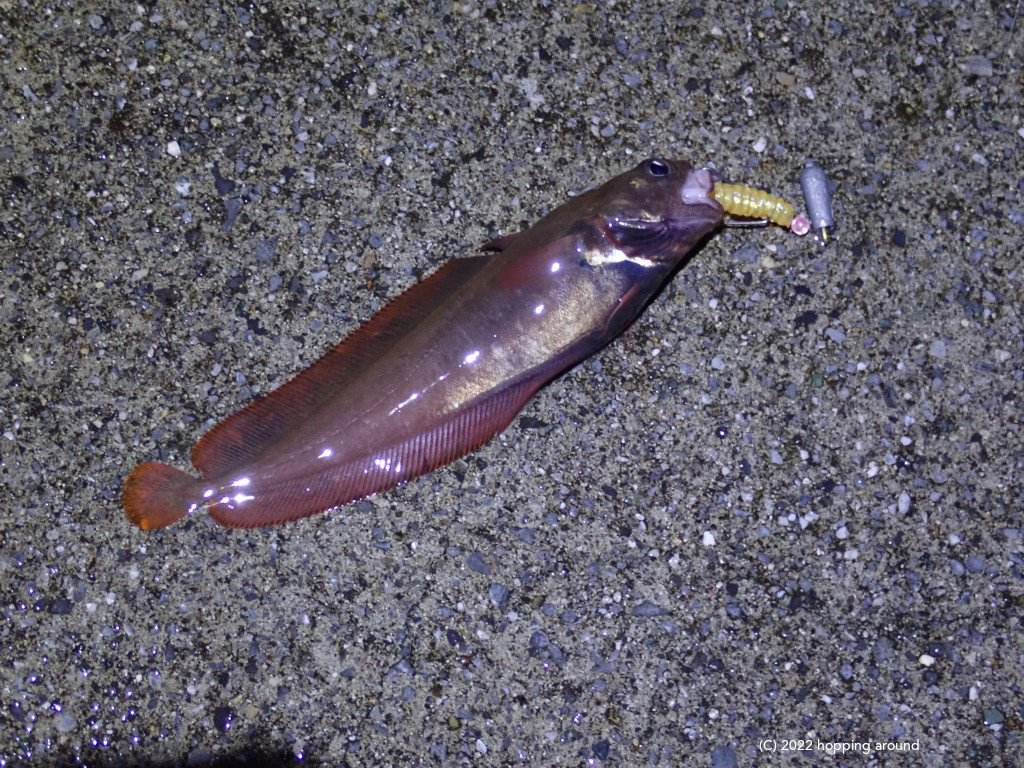 rock fish 1 hopping around