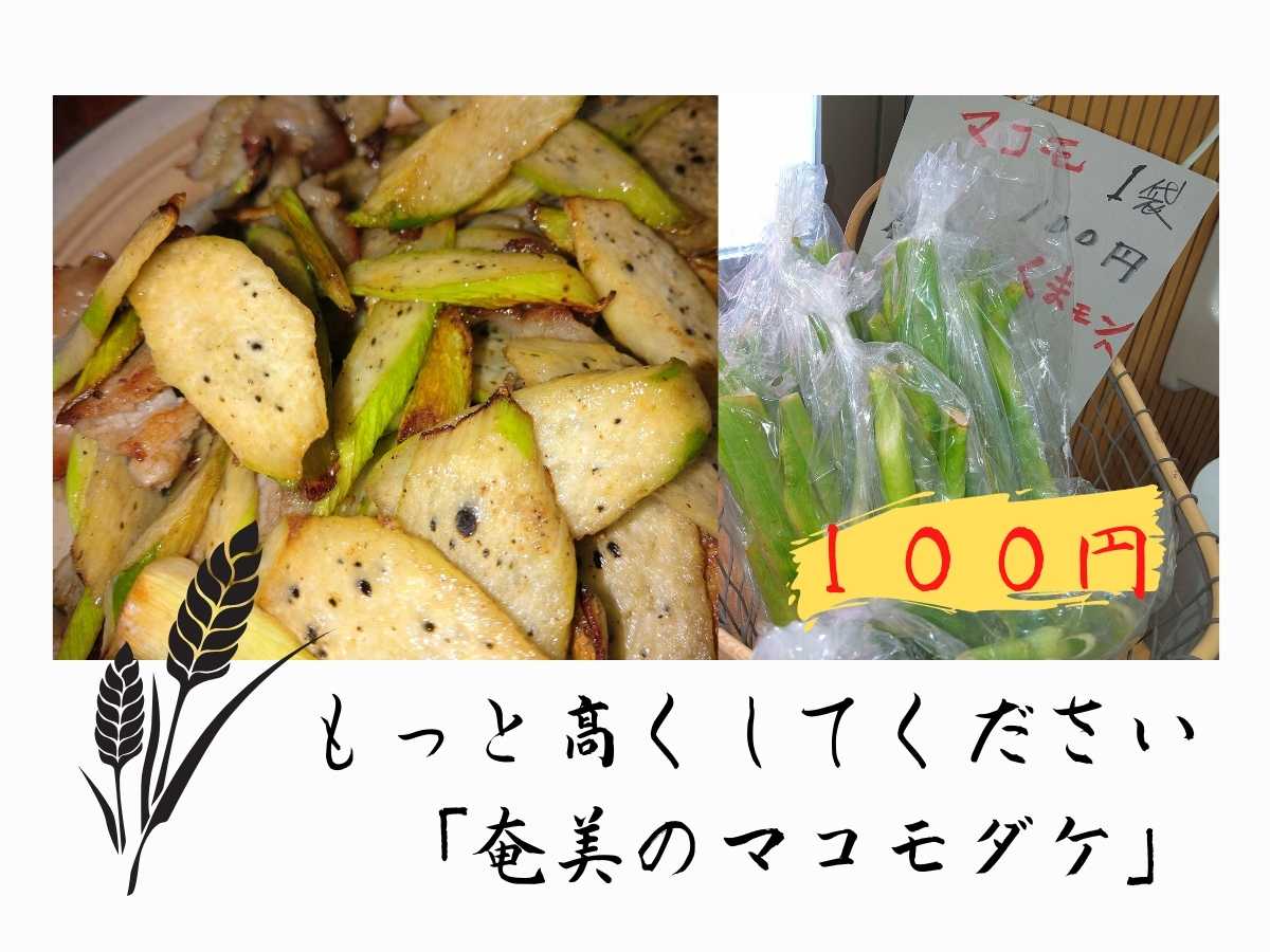 奄美大島のマコモダケ