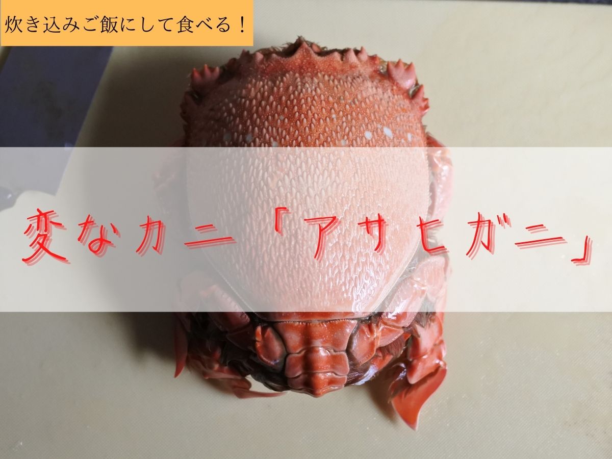 アサヒガニ