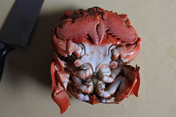 アサヒガニの裏