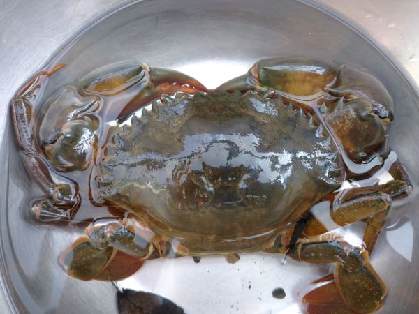 ノコギリガザミ