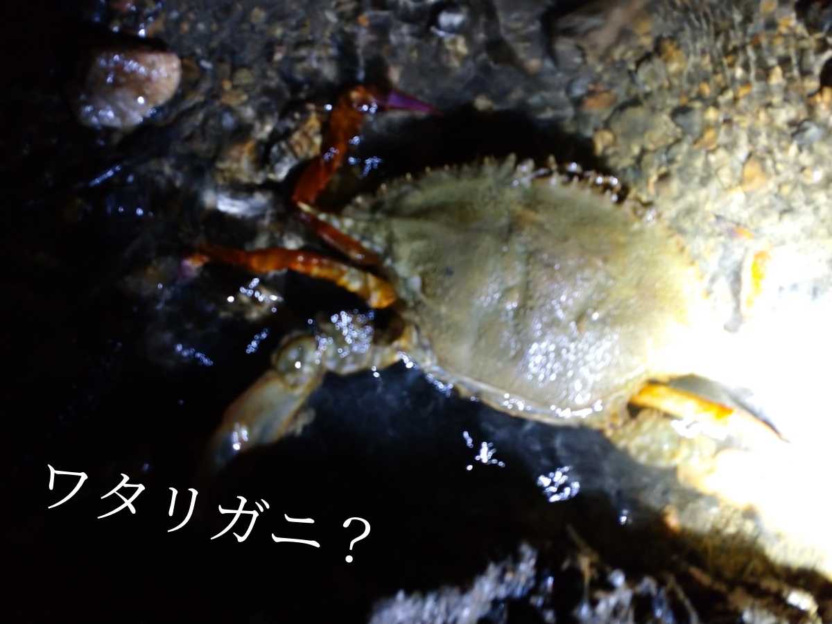ワタリガニ