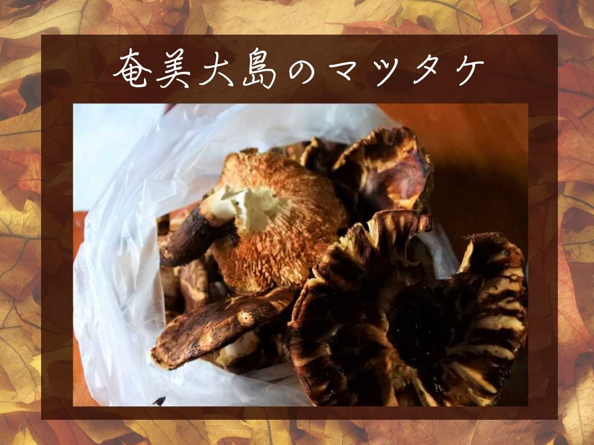 奄美大島のマツタケ