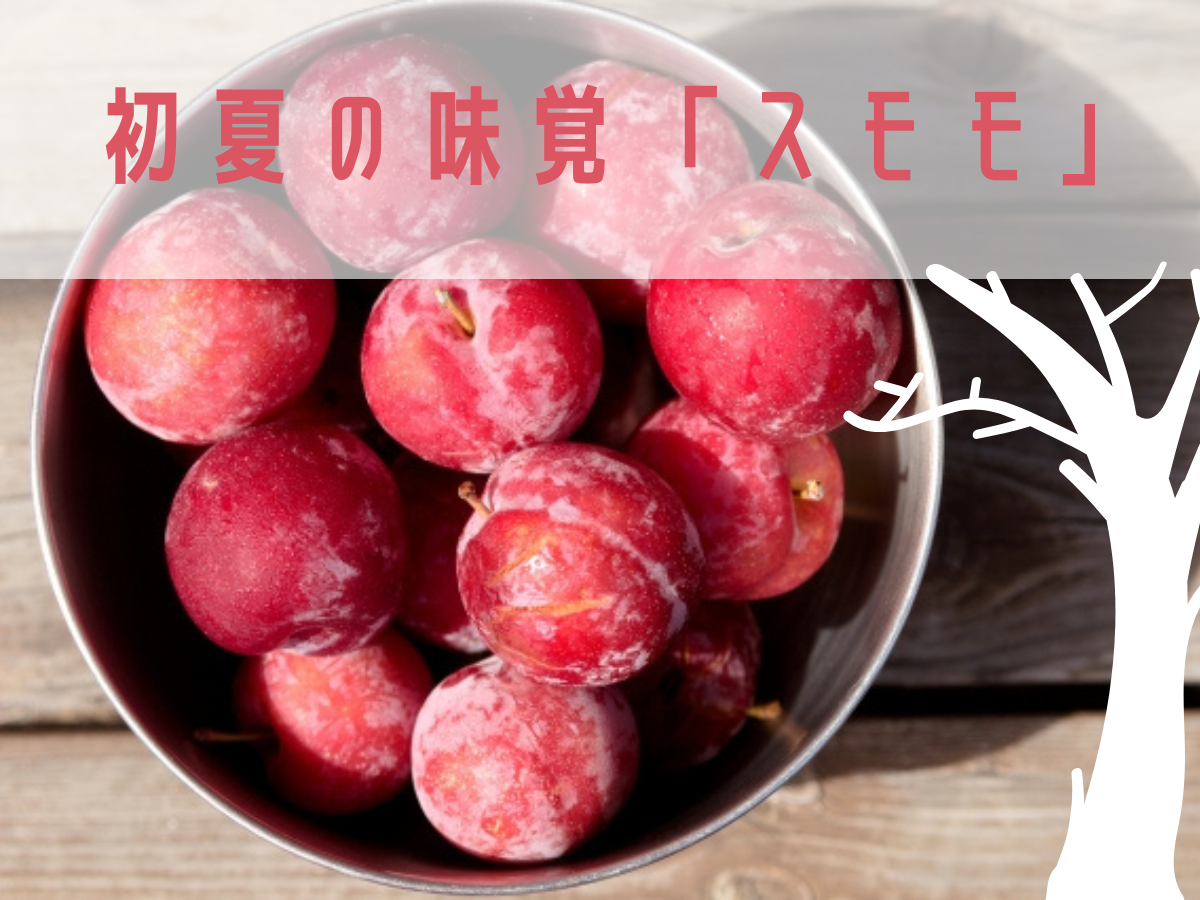 奄美の夏の味覚「スモモ」