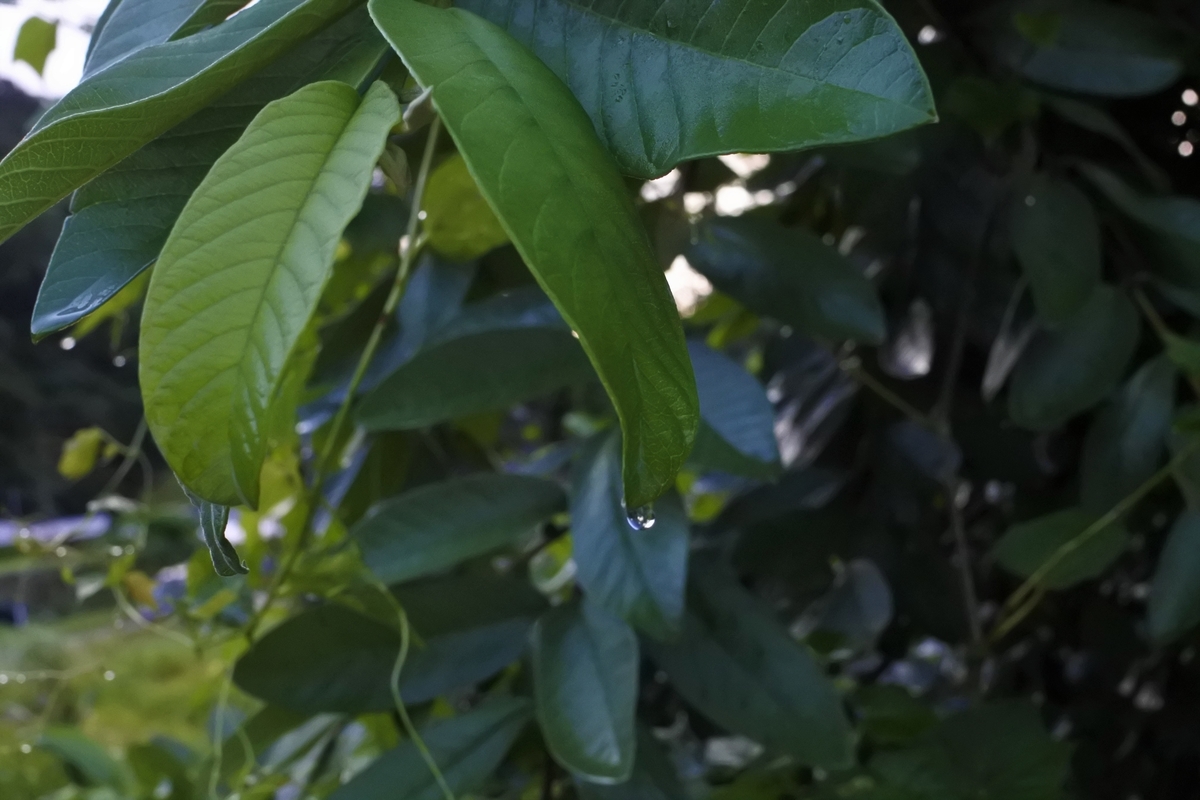 グアバの葉