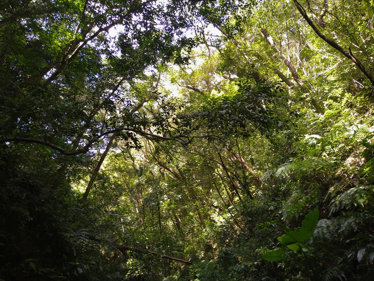 奄美の川