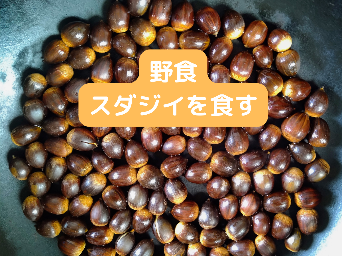 スダジイを食す
